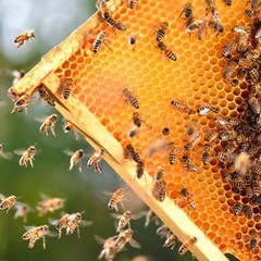 MayBee 20 Pack Honey Bee Frames with 100% Beeswax Coated Food Grade Foundation