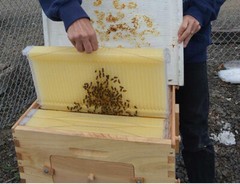 7 x Beekeeping Frames Bee Hive Frame for Auto Shed Beehive House Honey Boxes US