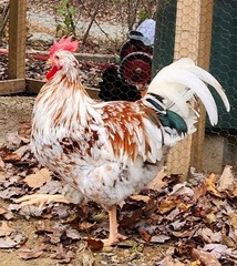 1 DOZEN PUREBRED ALOHA CHICKEN HATCHING EGGS – 1 Dozen Fertile Eggs