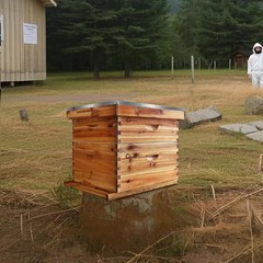 10 Frame Medium Super Bee Hive Box, Langstroth Honey Bee Hive Dipped in 100% Bee
