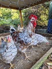 1 DOZEN PUREBRED ALOHA CHICKEN HATCHING EGGS – 1 Dozen Fertile Eggs