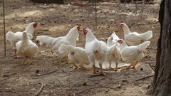 6+ Partridge Orpington Chicken Hatching Eggs Large Fowl