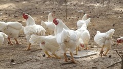 6+ Partridge Orpington Chicken Hatching Eggs Large Fowl