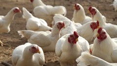 6+ Partridge Orpington Chicken Hatching Eggs Large Fowl