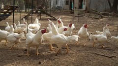 6+ Partridge Orpington Chicken Hatching Eggs Large Fowl