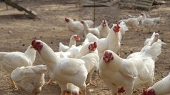 6+ Partridge Orpington Chicken Hatching Eggs Large Fowl