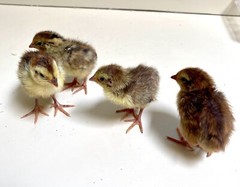 36 – Celadon (100% True Blue) & Jumbo Pearl Fee Coturnix Quail Hatching Eggs