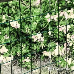 16 Gauge Green Vinyl Coated Welded Wire Mesh Size 2 inch X 3 inch