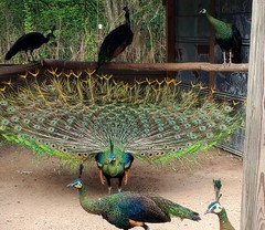 *5* High % Emerald Spalding Peacock Peafowl Hatching Eggs! *NPIP*