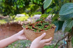 Premium Ceylon Black Pepper Whole Peppercorn Bulk Fresh Sri Lanka25lbs or 400 oz
